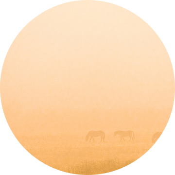 wilde paarden in de mist