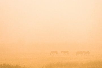 wilde paarden in de mist van jowan iven
