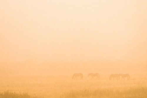 Wildpferde im Nebel