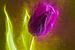 Geschilderde paarse tulp van Arjen Roos