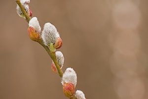Kätzchen einer Waldweide