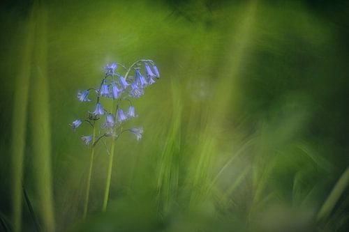 Wild or Woodland hyacinths and faded green surroundings