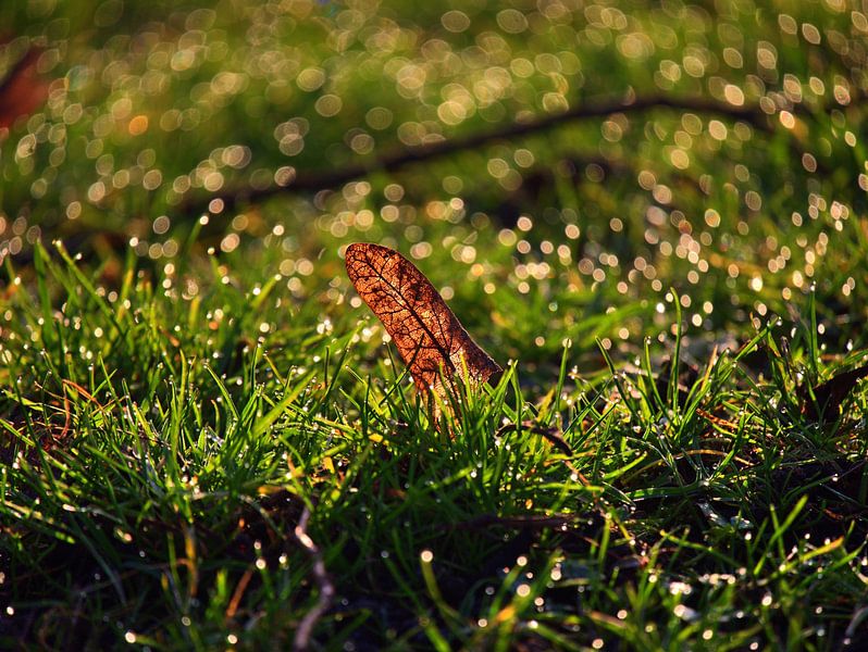 Veines des feuilles par Edgar Schermaul