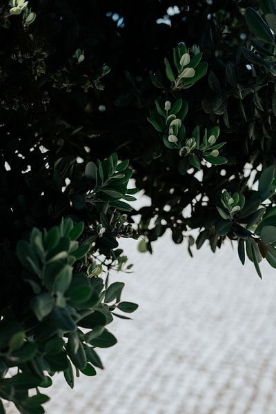 Reisfotografie | Olijfboom | Botanische foto | Groen van AIM52 Shop