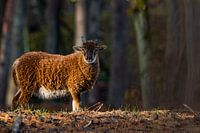 Soay. (sheep)
