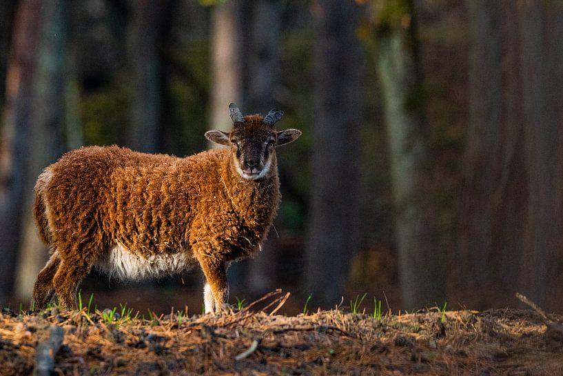 Soay (schaap) van eric joosten