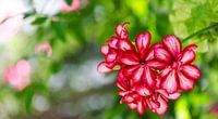 Prachtige bloemen van Cynthia Hasenbos thumbnail