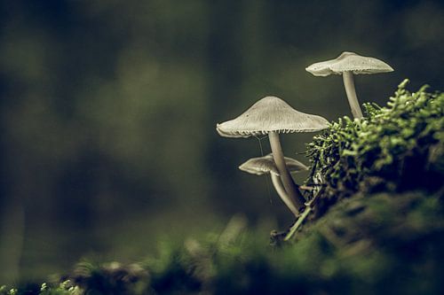 Mushrooms