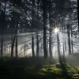 zonnenstralen door het bos van Moor van Bree foto's