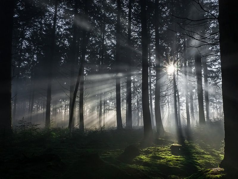 Sun rays through the forest by Moor van Bree foto's