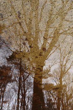 Tree and yet different by Angelique Raaijmakers