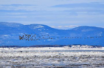 Kanadagänse fliegen über den Fluss von Claude Laprise