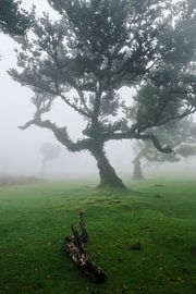 The magical trees from Fanal5