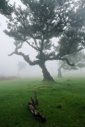The magical trees from Fanal5