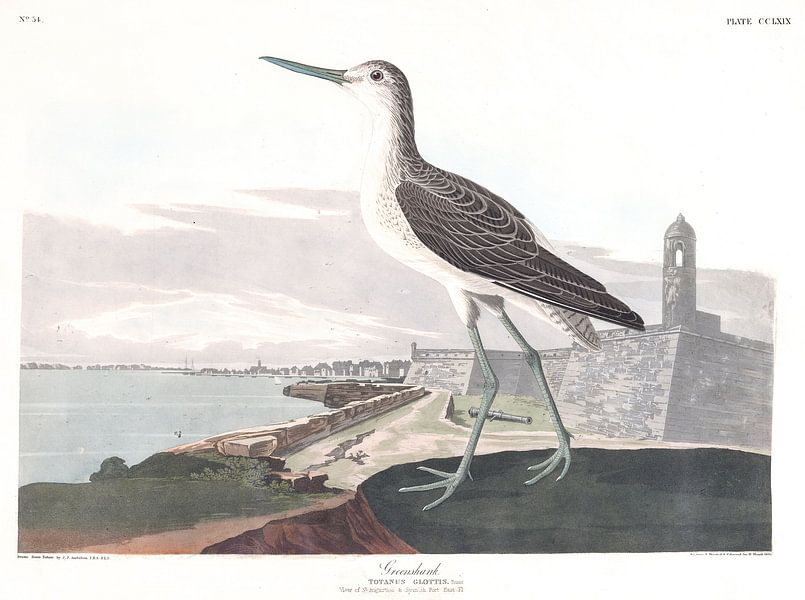 Chevalier Aboyeur par Birds of America