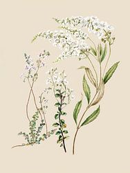 Veronica Gezeichnet von Sarah Featon (1848–1927)