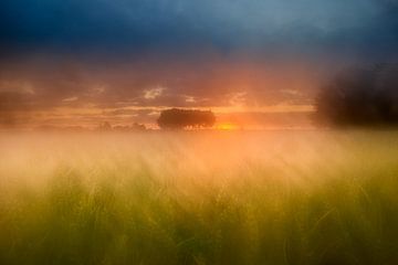 Zomerse zonsopkomst boven een mistig veld met graan