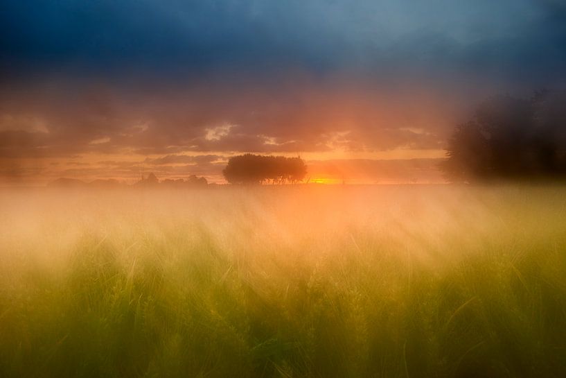 Summer sunrise over a misty field of grain by Jenco van Zalk