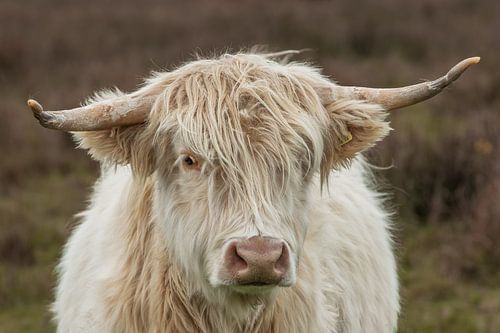 highlander blanc sur M. B. fotografie