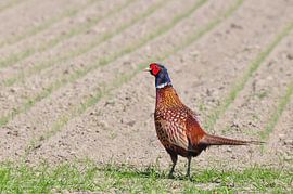 Fasan / Fasan / Fasan