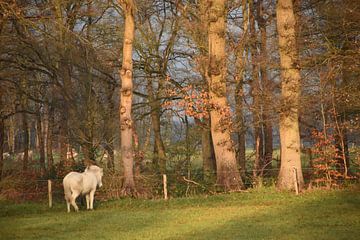 pony onder de bomen van Heidi de Vries