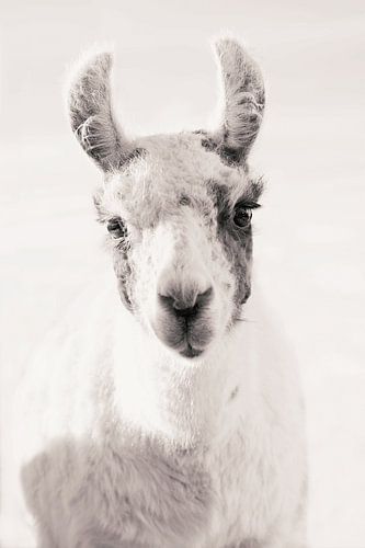 Serene Llama Gaze
