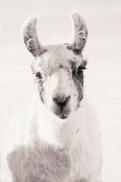 Regard serein du lama par Monika Strigel