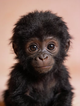 A portrait of an adorable baby gorilla – animal poster