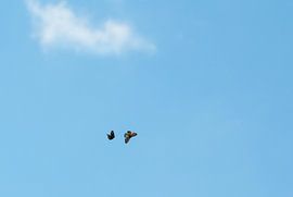 Vlinders in de blauwe lucht