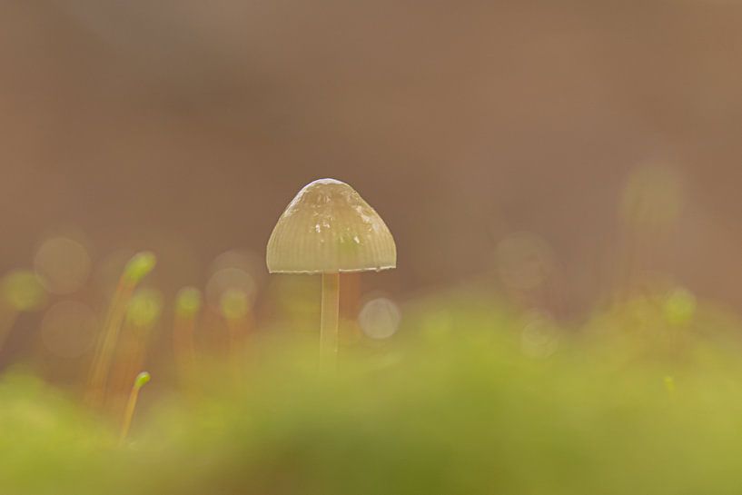 Herbstliche Atmosphäre von Frits Remmers