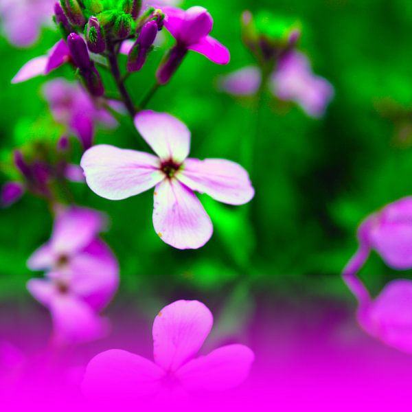 Tiefer Sommer  von M.A. Ziehr