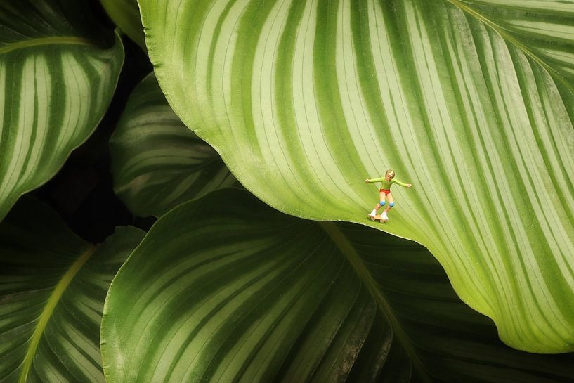 Calathea Orbifolia par Remko Killaars