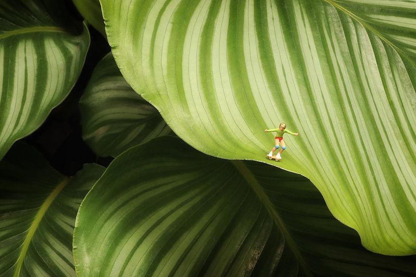 Calathea Orbifolia van Remko Killaars