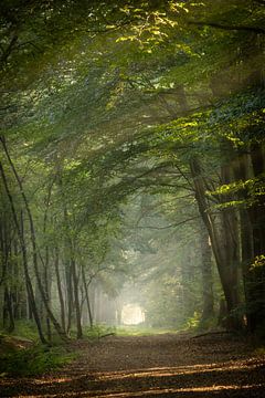 Waldweg im Nebel von KB Design & Photography (Karen Brouwer)