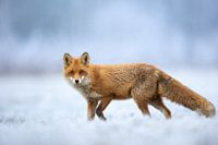 Fox in the snow