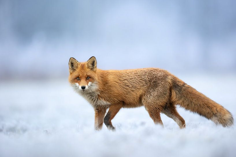 Renard dans la neige par Matthias Spartz