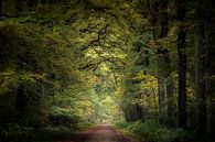 Last Leaves of Autumn van Kees van Dongen thumbnail