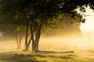 Brume matinale et lumière entre les arbres en Drenthe à Boerenveensche Plassen