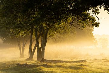 Ochtendmist en licht tussen de bomen in Drenthe bij de Boerenveensche Plassen van KB Design & Photography (Karen Brouwer)