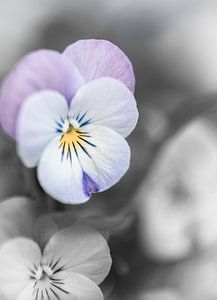 Viooltjes