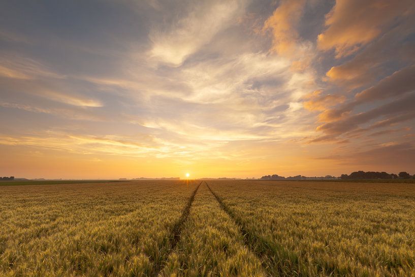 Westeremden Wheat by Ron Buist