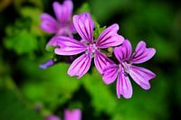 purple