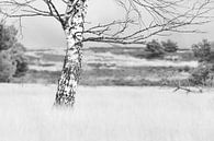 Een berk in de winter van Adrianne Dieleman thumbnail