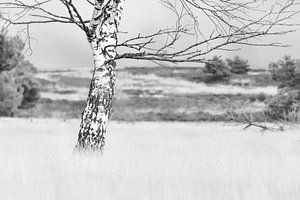 Eine Birke im Winter von Adrianne Dieleman