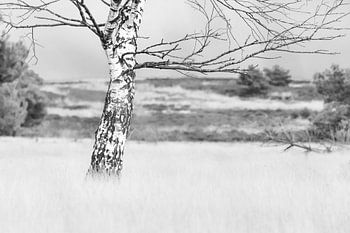 Eine Birke im Winter