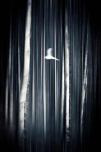Hoffnung – Mystischer Vogel im Wald