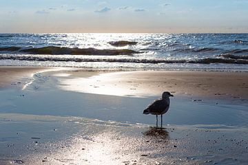 Vogel op het strand in Zandvoort, Nederland van Evelien Oerlemans