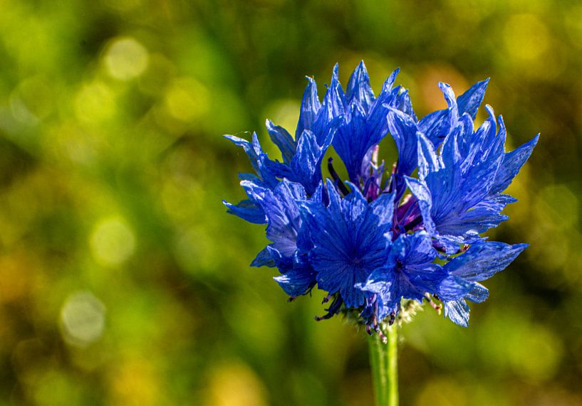 landschap bloemen / bloemenweide van Johnny Flash