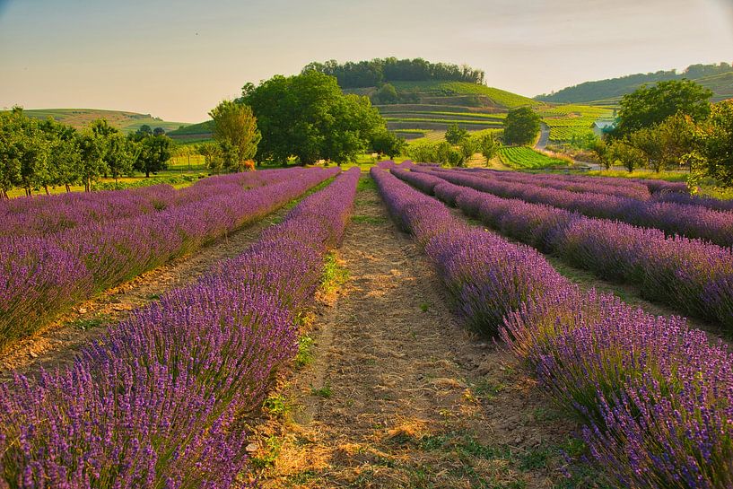 Lavender Field in the Kaisestuhl by Tanja Voigt