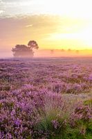 Blooming Heather plants during sunrise
